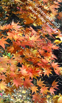 Thumbnail for Acer palmatum 'Ki hachijo' Green Japanese Maple