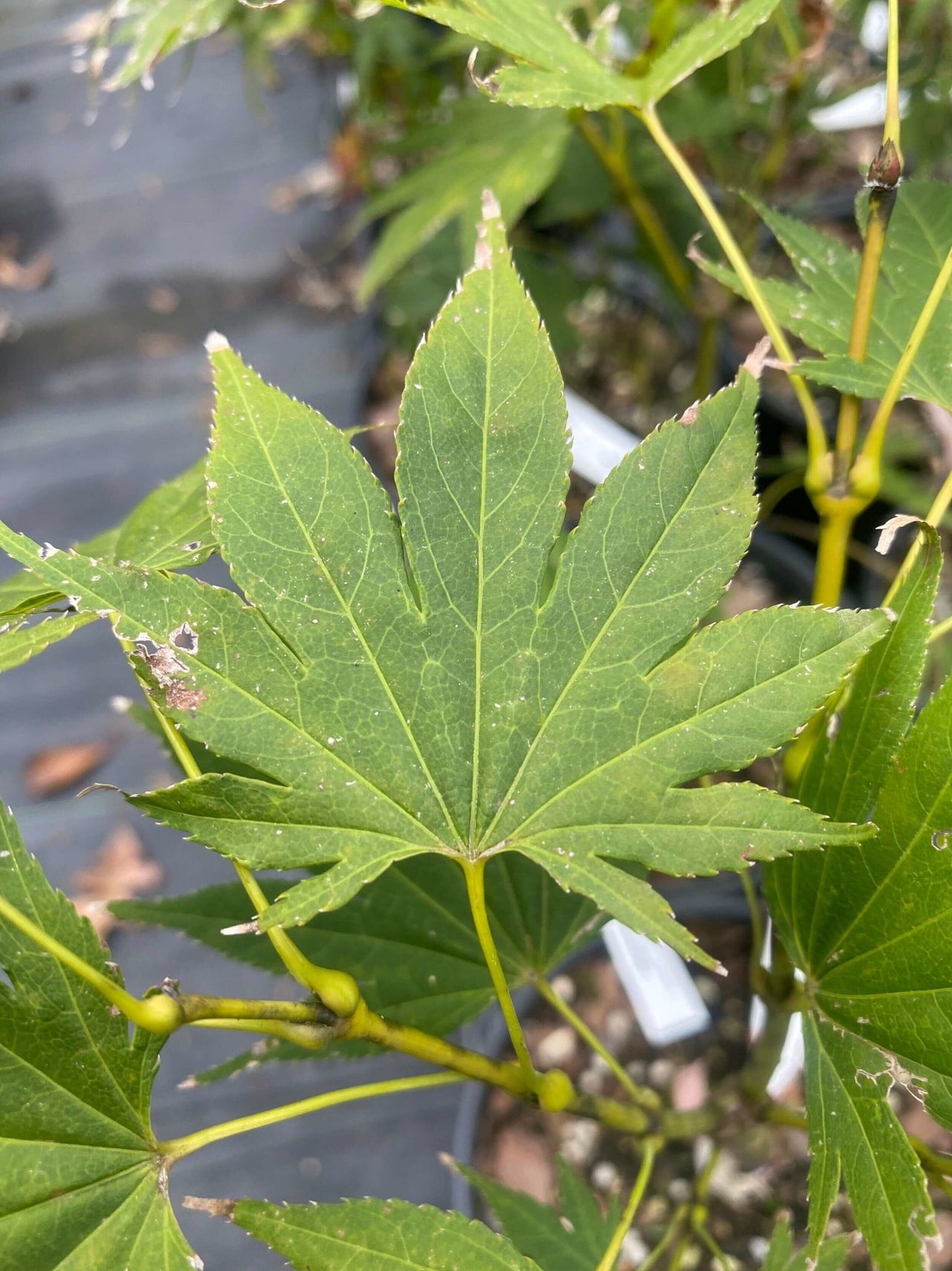 Acer palmatum 'Killarney' Green Japanese Maple