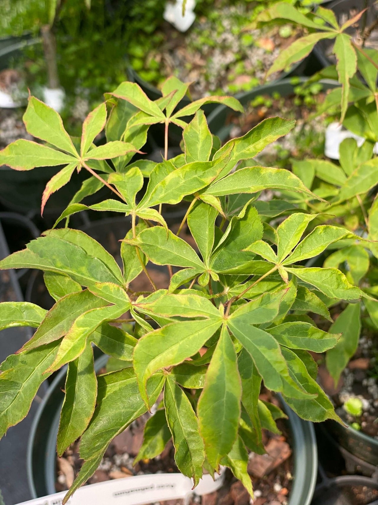 Acer palmatum 'Kin Pai' Variegated Japanese Maple - Maple Ridge Nursery