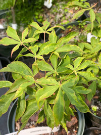 Thumbnail for Acer palmatum 'Kin Pai' Variegated Japanese Maple - Maple Ridge Nursery