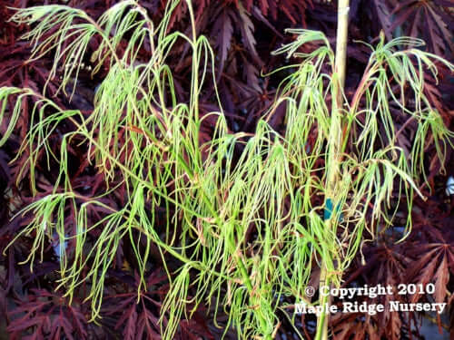 Acer palmatum 'Kinshi' Thread Leaf Japanese Maple