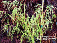 Thumbnail for Acer palmatum 'Kinshi' Thread Leaf Japanese Maple