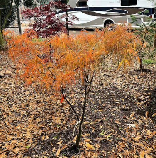 Acer palmatum 'Kinshi' Thread Leaf Japanese Maple