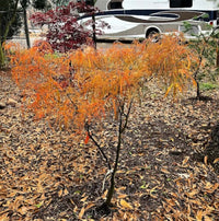 Thumbnail for Acer palmatum 'Kinshi' Thread Leaf Japanese Maple