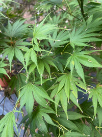 Thumbnail for Acer palmatum 'Koko' Dwarf Japanese Maple