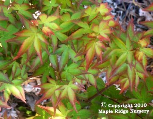 Acer palmatum 'Komachi hime' Dwarf Japanese Maple - Maple Ridge Nursery