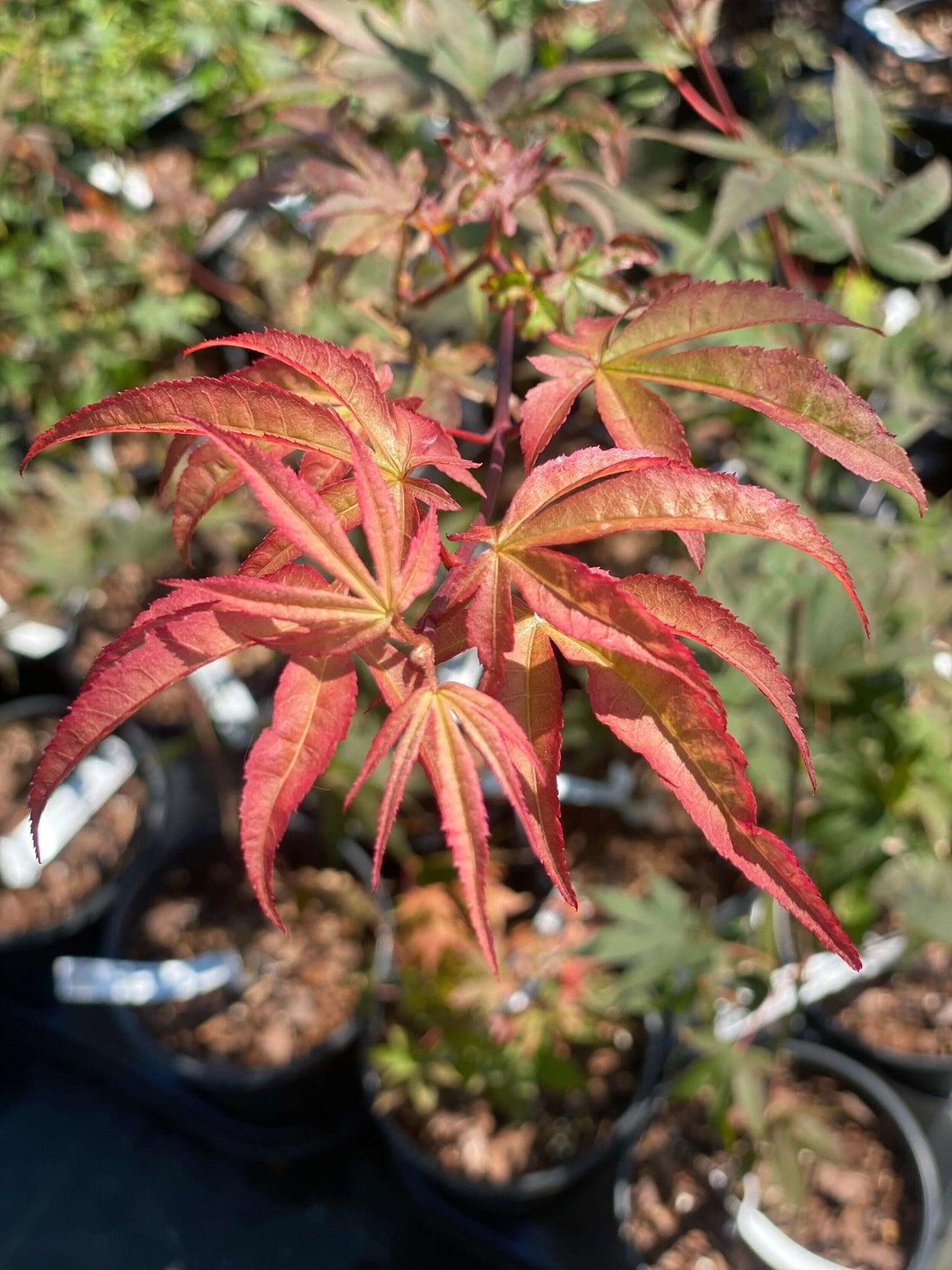 Acer palmatum 'Korean Gem' Rare Japanese Maple