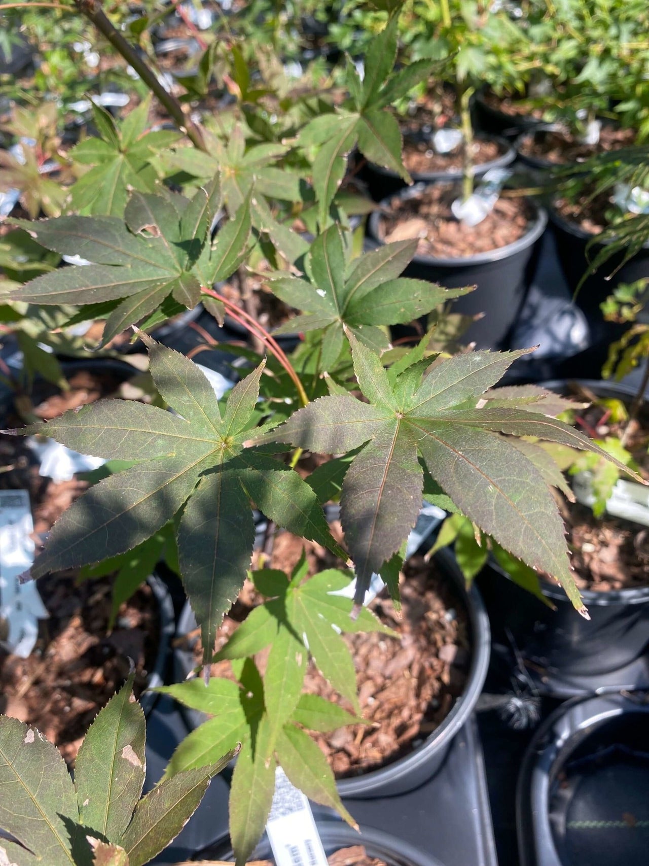 Acer palmatum 'Korean Gem' Rare Japanese Maple