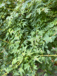 Thumbnail for Acer palmatum 'Koto maru' Dwarf Japanese Maple