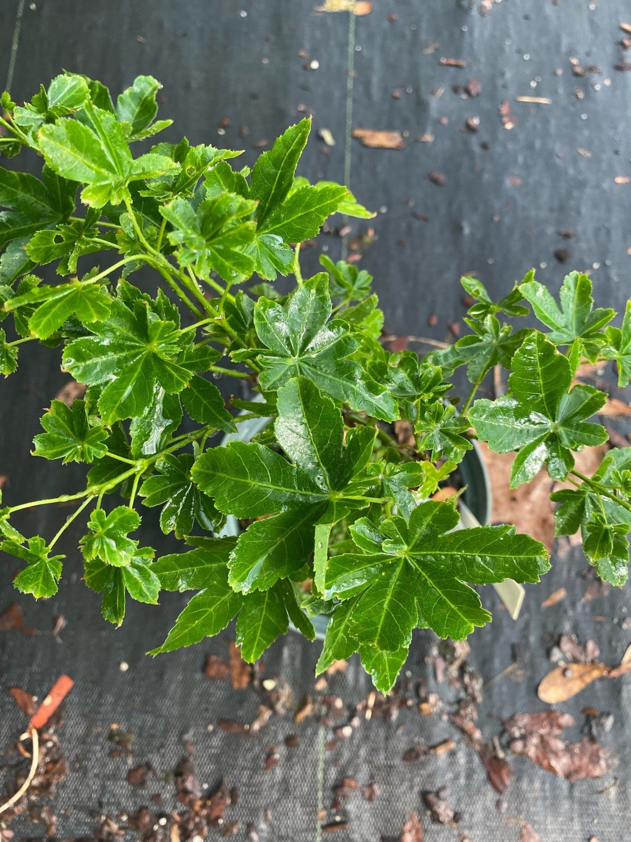 Acer palmatum 'Koyuki' Snowflake Japanese Maple