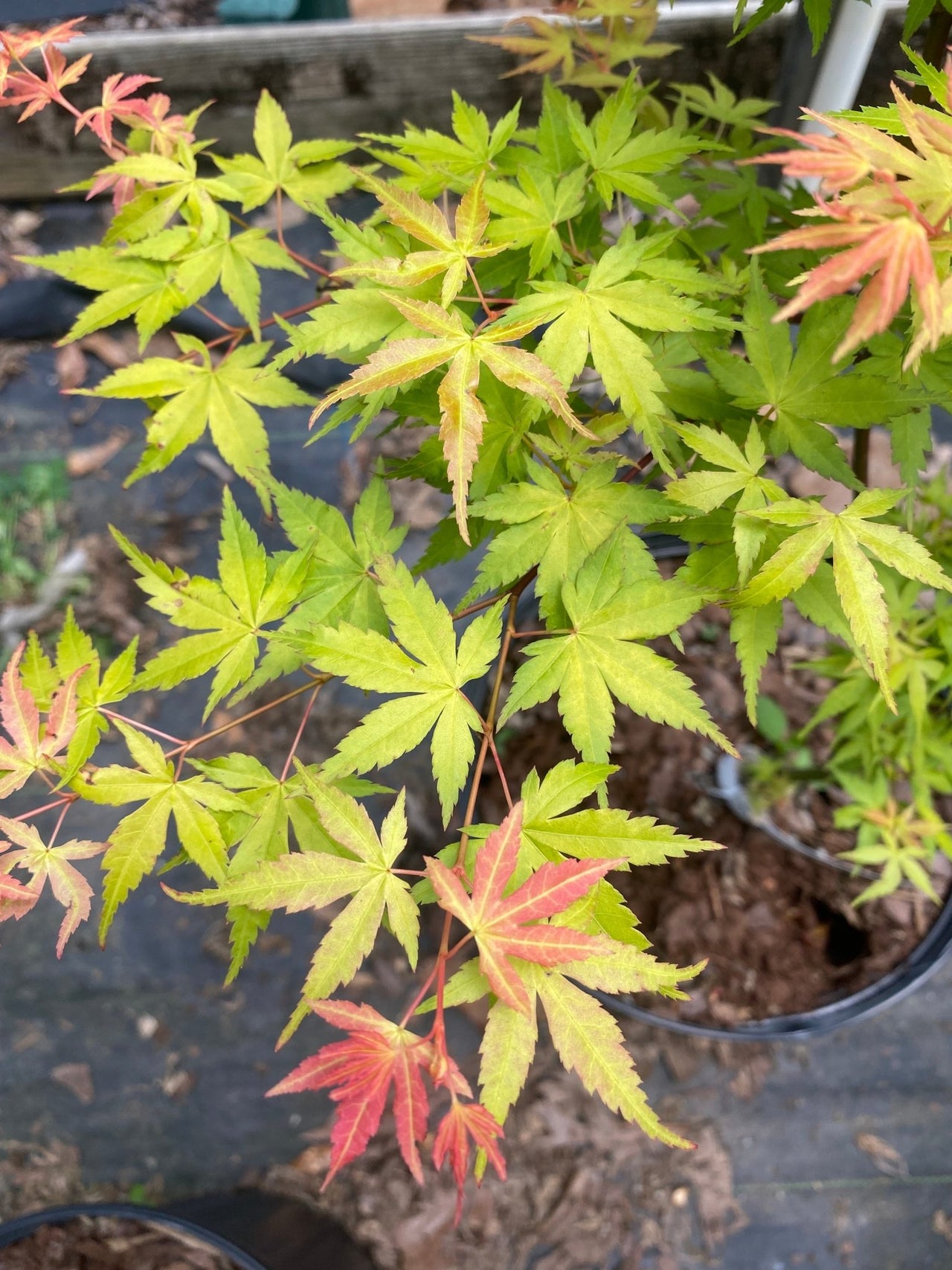 Acer palmatum 'Kristin's Star' Rare Japanese Maple