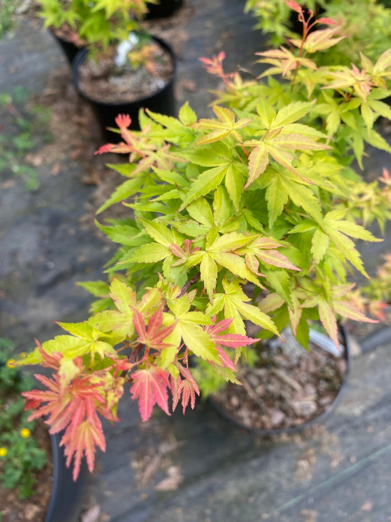Acer palmatum 'Kristin's Star' Rare Japanese Maple