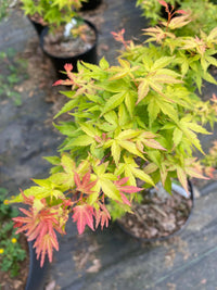 Thumbnail for Acer palmatum 'Kristin's Star' Rare Japanese Maple