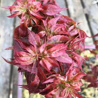 Thumbnail for Acer palmatum 'Kurenai jishi' Red Lion's head Maple