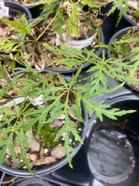 Thumbnail for Acer palmatum 'Lemon Chiffon' Green Weeping Japanese Maple