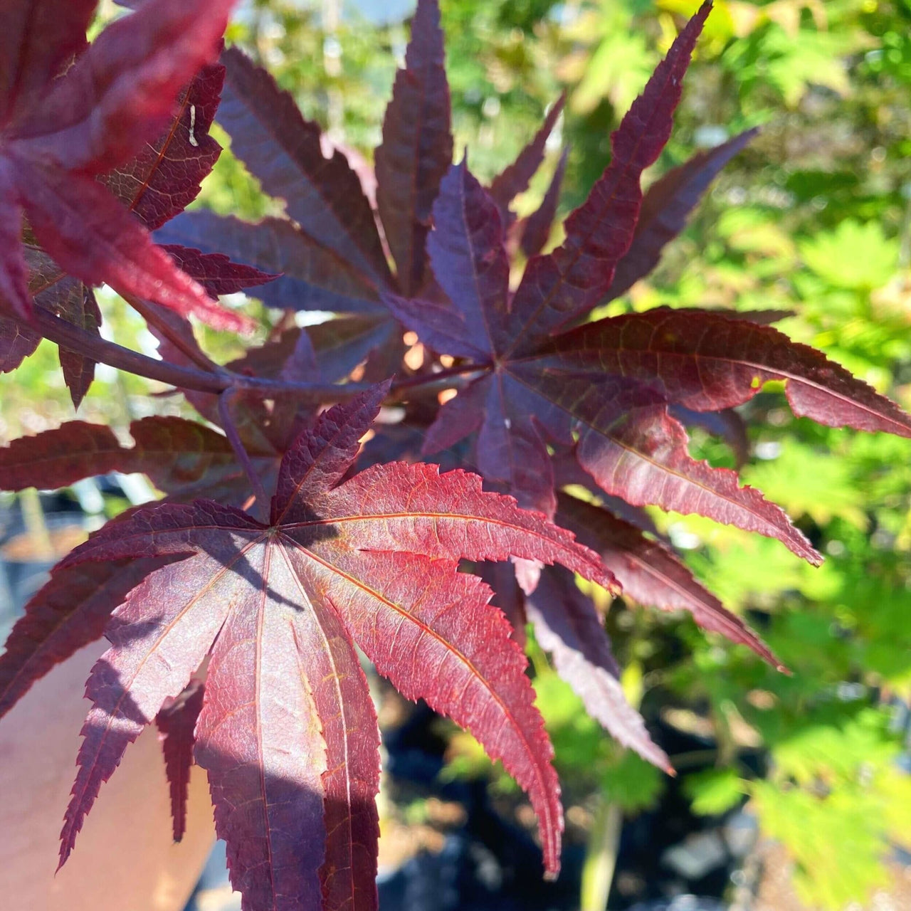 Acer palmatum 'Livy' Red Japanese Maple
