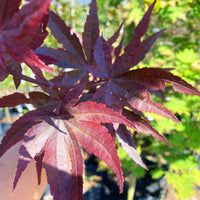 Thumbnail for Acer palmatum 'Livy' Red Japanese Maple