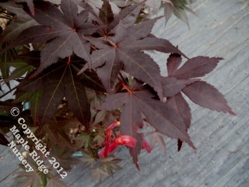 Acer palmatum 'Lozita' Red Japanese Maple