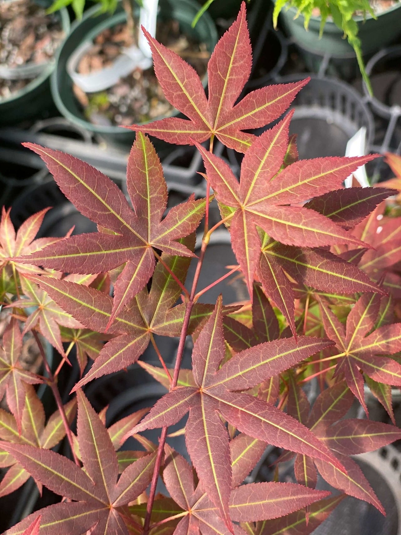 Acer palmatum 'Mahogany' Red Japanese Maple