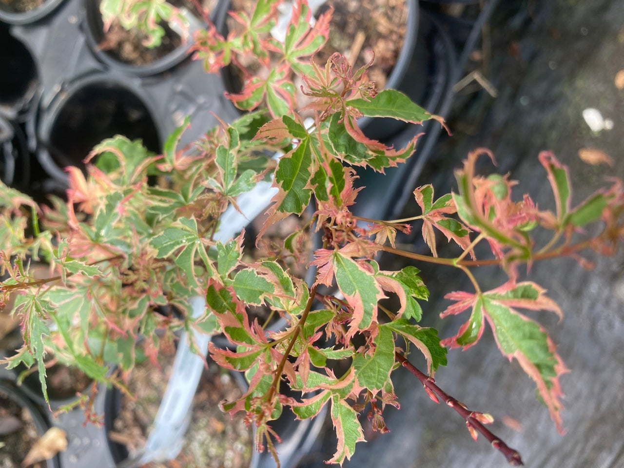Acer palmatum 'Mama fu' Variegated Japanese Maple - Maple Ridge Nursery