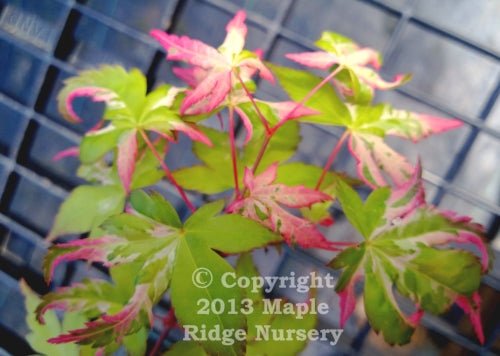 Acer palmatum 'Mardi Gras' Variegated Japanese Maple