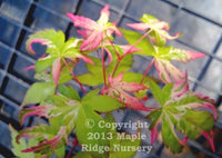 Thumbnail for Acer palmatum 'Mardi Gras' Variegated Japanese Maple