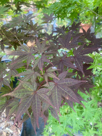 Thumbnail for Acer palmatum 'Margaret B' Red Japanese Maple
