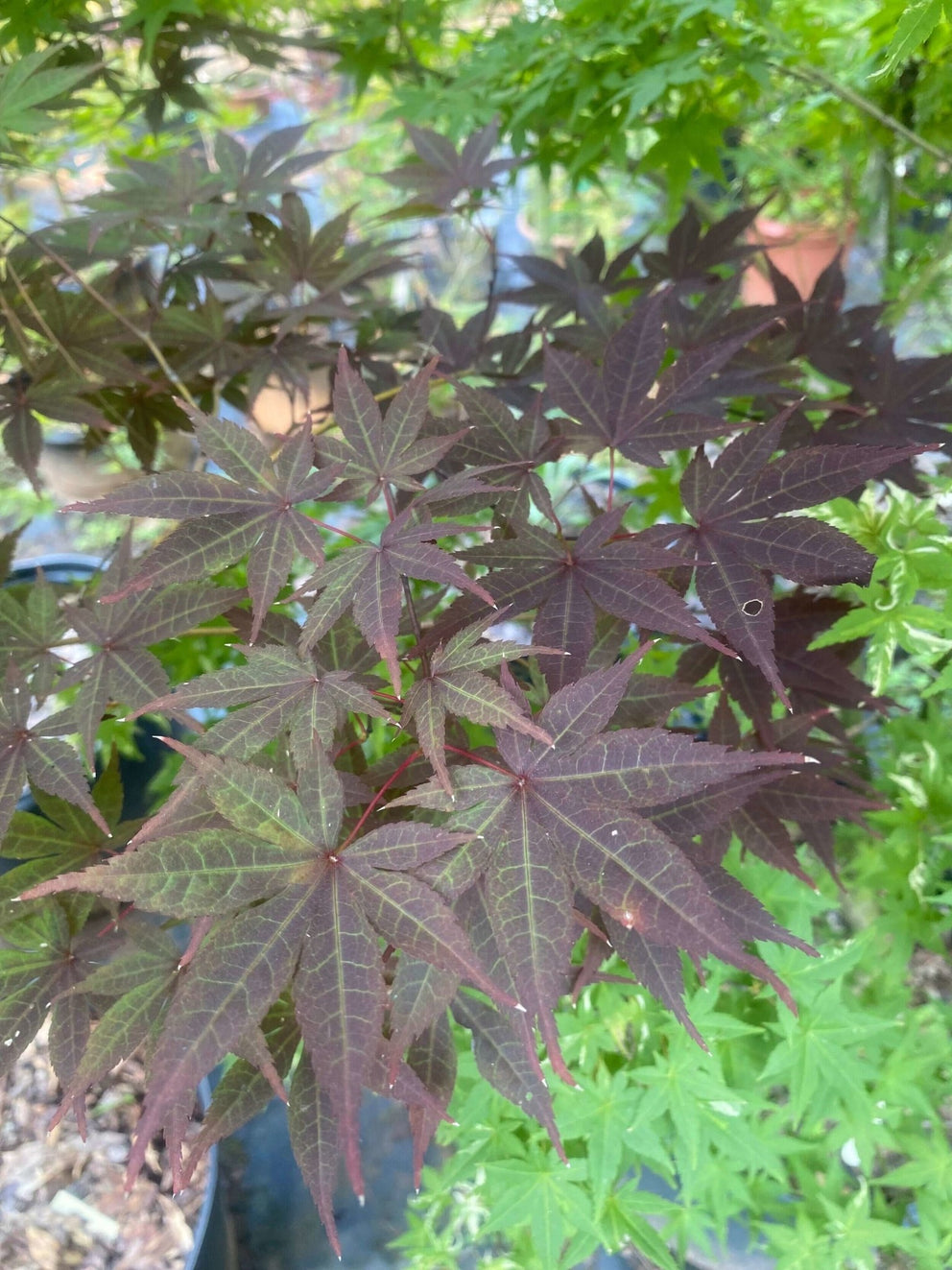 Acer Palmatum 'Margaret B' Red Japanese Maple – Maple Ridge Nursery