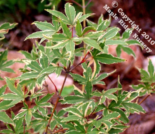 Acer palmatum 'Matsugae' Variegated Japanese Maple