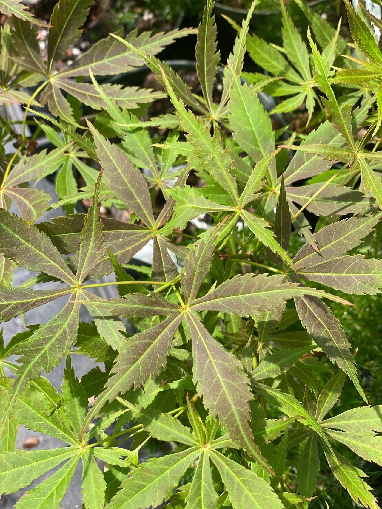 Acer palmatum 'Matsukaze' Rare Japanese Maple