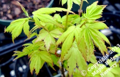 Acer palmatum 'Matthew' Dwarf Japanese Maple