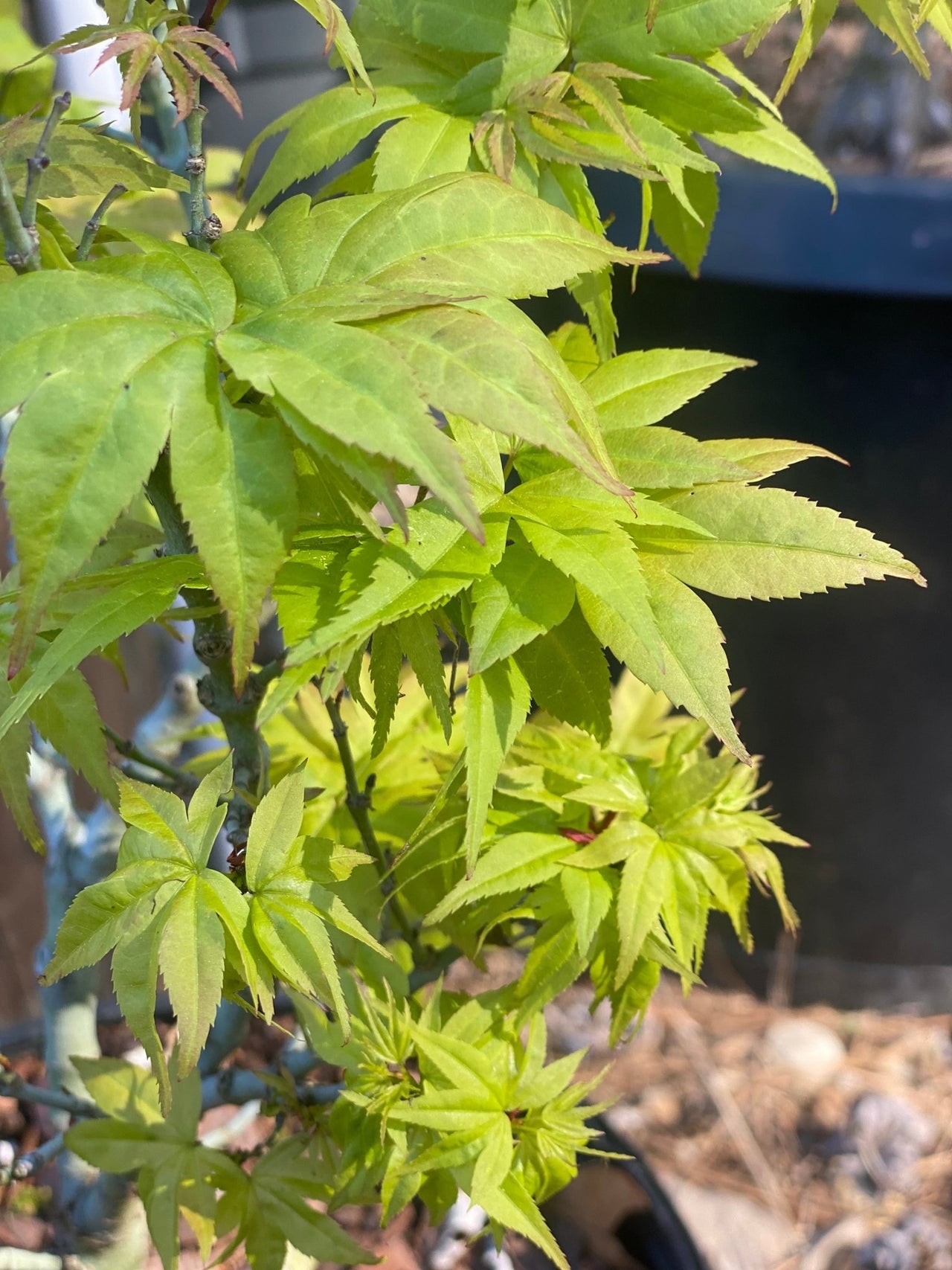 Acer palmatum 'Mayday' Dwarf Japanese Maple - Maple Ridge Nursery