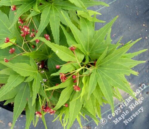 Acer palmatum 'Mikawa yatsubusa' Dwarf Japanese Maple