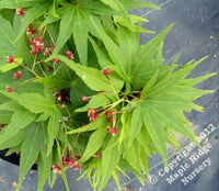 Thumbnail for Acer palmatum 'Mikawa yatsabusa' Dwarf Japanese Maple