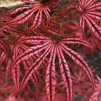 Thumbnail for Acer palmatum 'Mikazuki' Reticulated Japanese maple