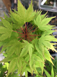 Thumbnail for Acer palmatum 'Miss Piggy' Dwarf Japanese Maple