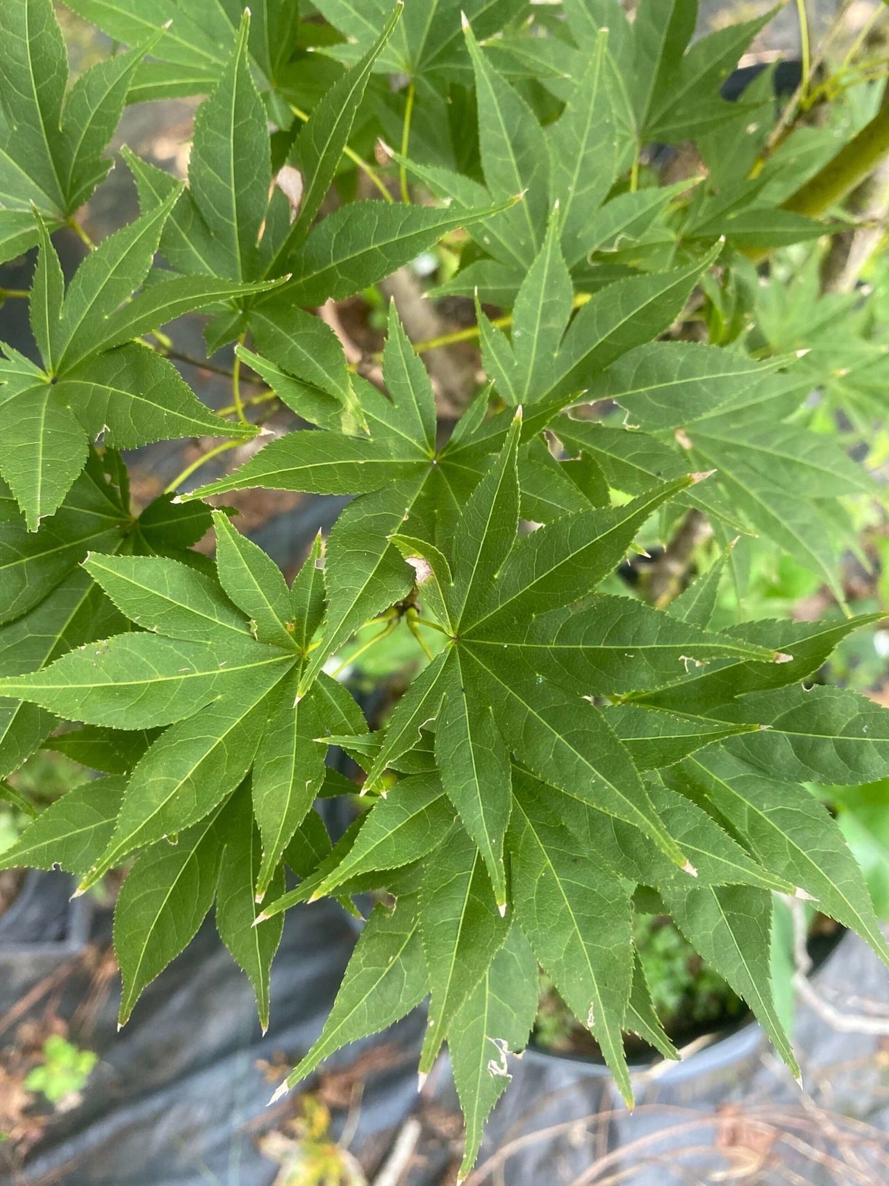 Acer palmatum 'Mizu kuguri' Rare Japanese Maple
