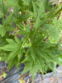 Thumbnail for Acer palmatum 'Mizu kuguri' Rare Japanese Maple