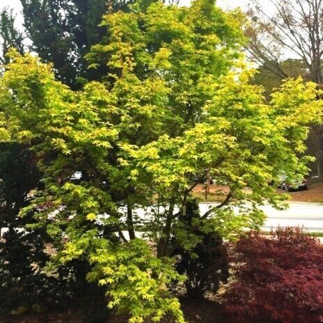 Acer palmatum 'Mizuho beni' Yellow Japanese Maple
