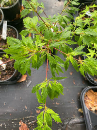 Thumbnail for Acer palmatum 'Momenshide' Feather Leaf Japanese Maple