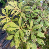 Thumbnail for Acer palmatum 'Mon papa' Red Japanese Maple