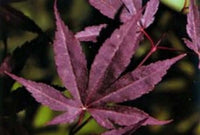 Thumbnail for Acer palmatum 'Moonfire' Red Japanese Maple