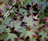 Thumbnail for Acer palmatum 'Murasaki kiyohime' Dwarf Japanese Maple