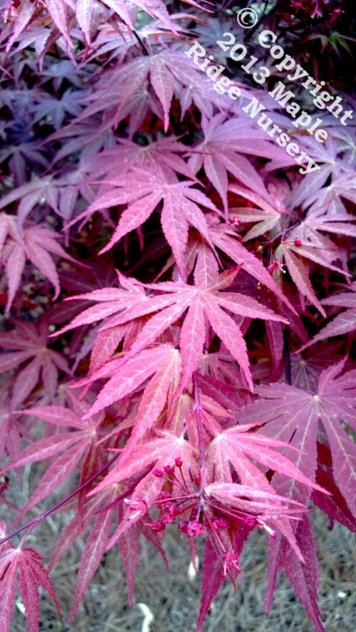 Acer palmatum 'Musashino' - Maple Ridge Nursery