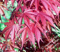 Thumbnail for Acer palmatum 'Musashino' - Maple Ridge Nursery