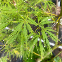 Thumbnail for Acer palmatum 'Nancy Ann' Dwarf Japanese Maple