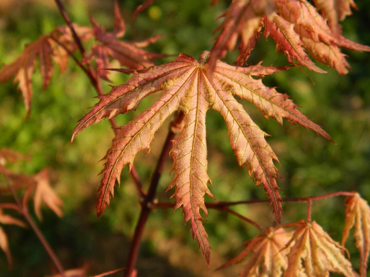 Acer palmatum 'Nebula' Reticulated Japanese Maple