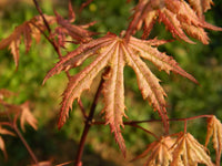 Thumbnail for Acer palmatum 'Nebula' Reticulated Japanese Maple