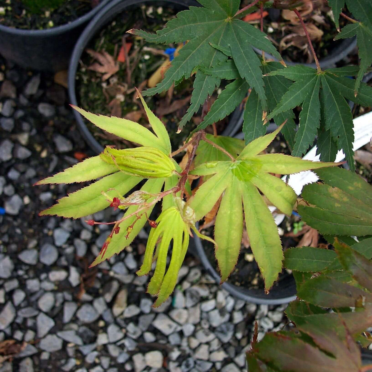 Acer palmatum 'Nicholsonii' Green Japanese Maple