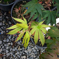 Thumbnail for Acer palmatum 'Nicholsonii' Green Japanese Maple